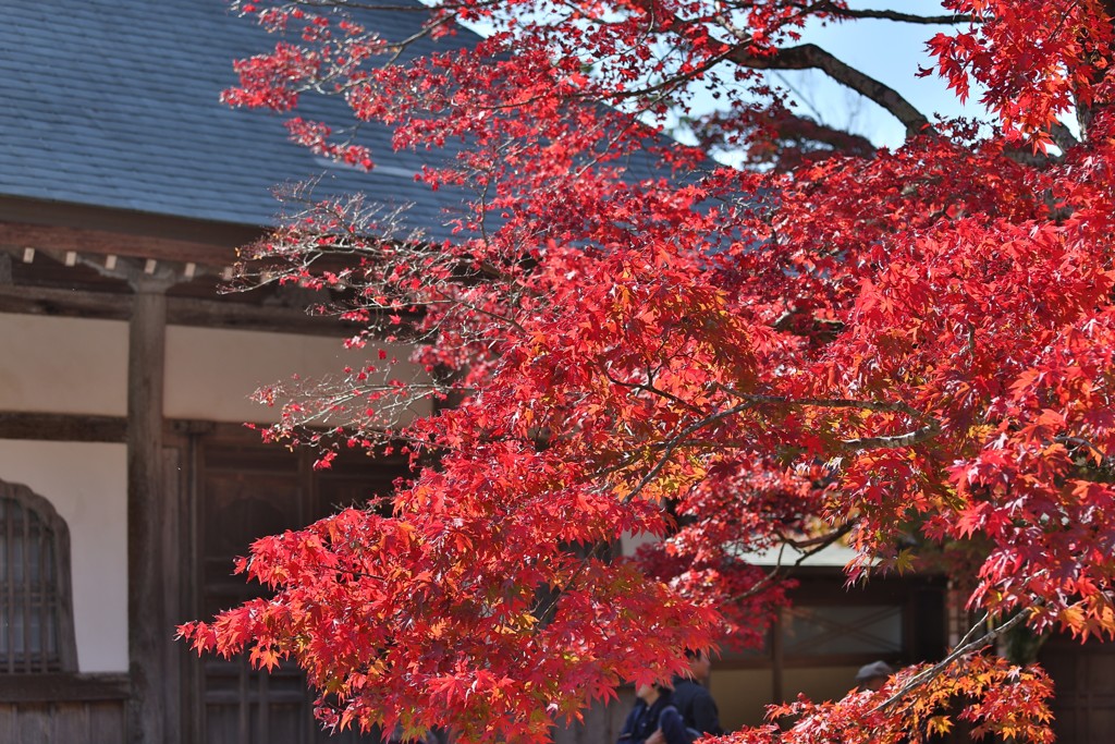 永源寺の紅葉5