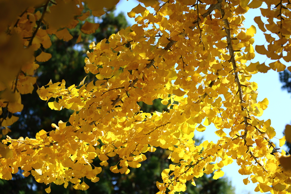 黄葉3