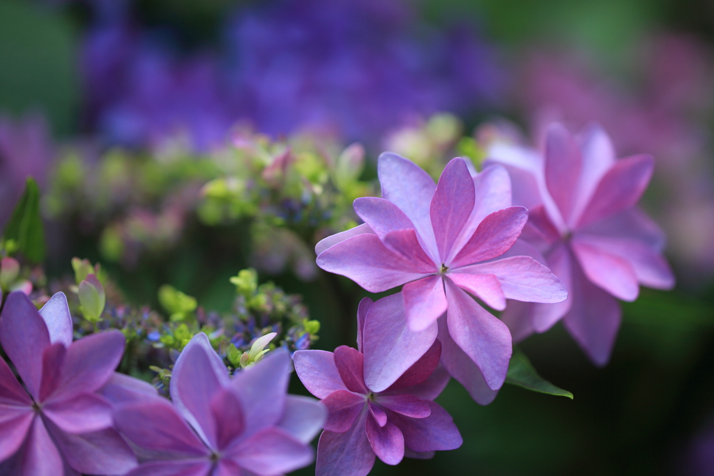 三室戸寺庭園の紫陽花