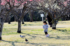鳩を追いかける女の子