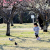 鳩を追いかける女の子