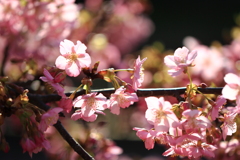 淀の河津桜