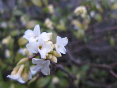沈丁花