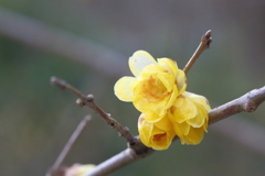 蠟梅3