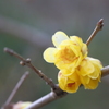 蠟梅3