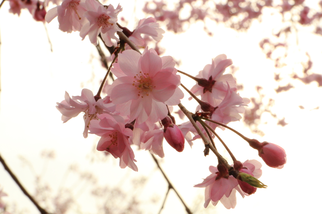 桜4