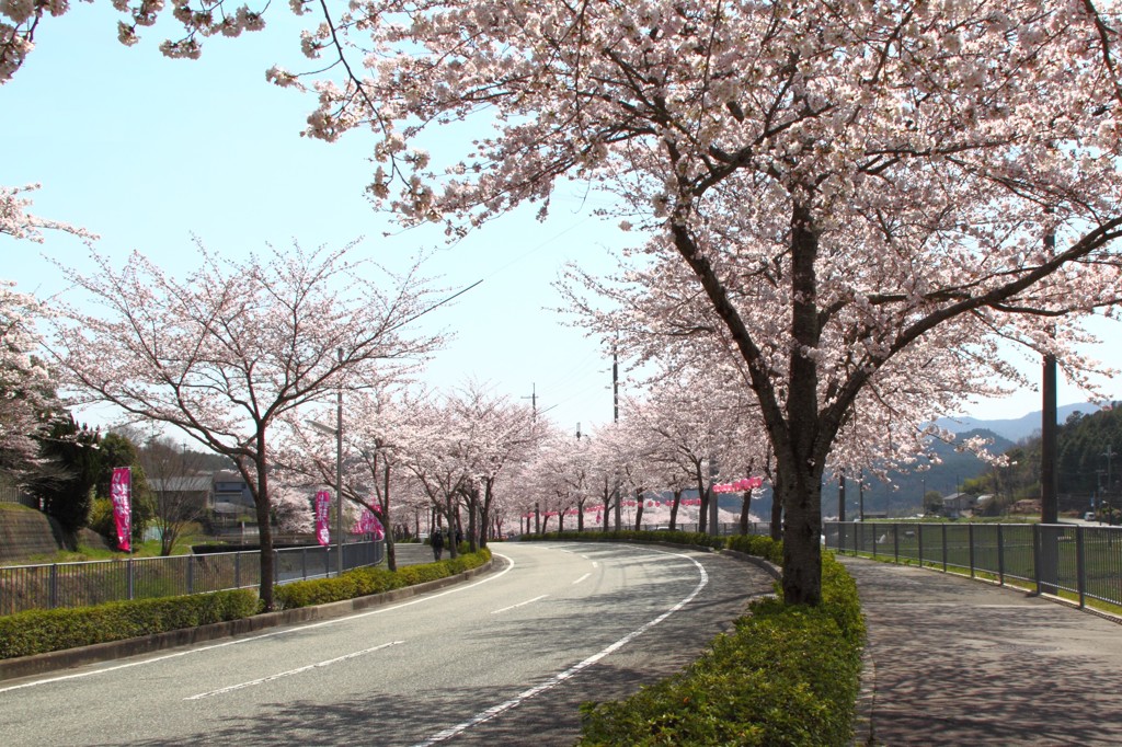 桜まつり3