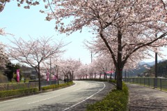 桜まつり3