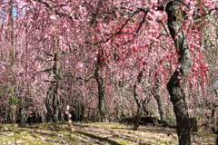 城南宮のしだれ梅2