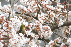 桜とメジロ
