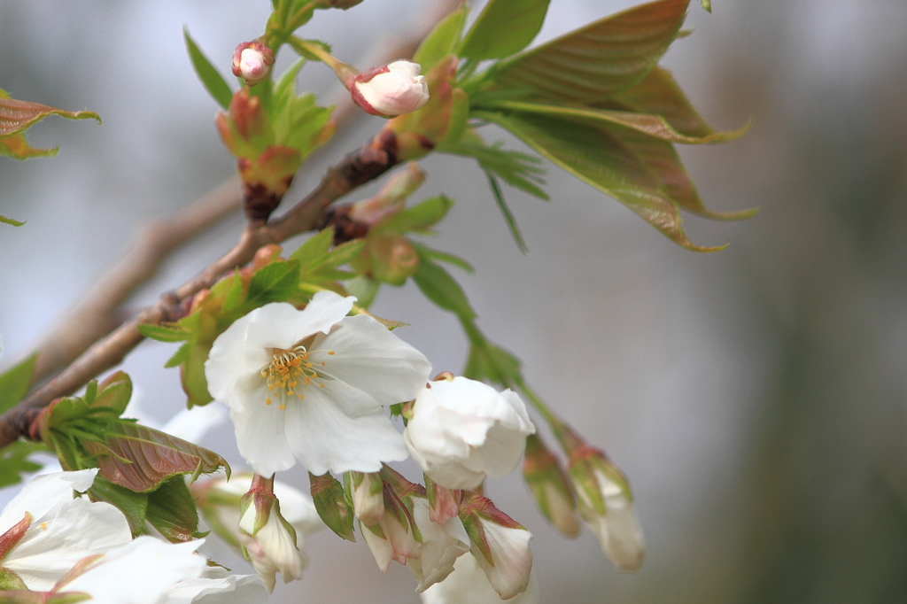 桜2