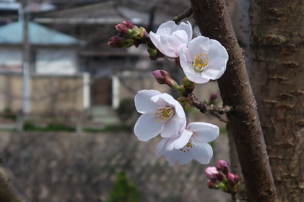 桜が咲いた