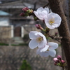 桜が咲いた