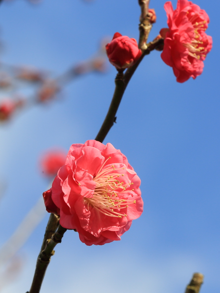 紅梅1
