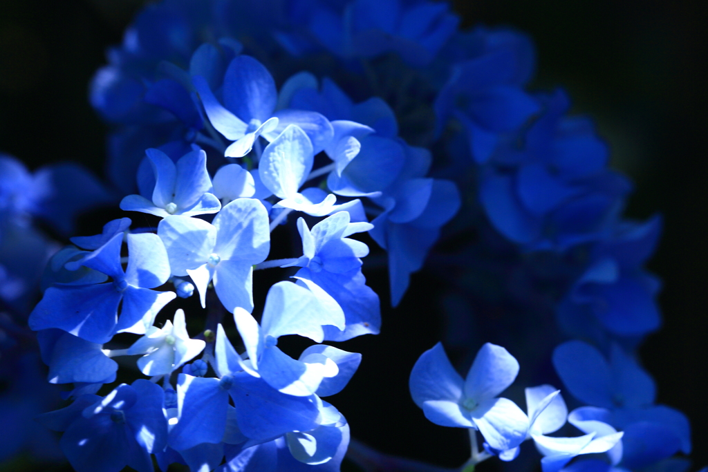 紫陽花1