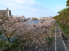 大川沿いの桜