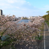 大川沿いの桜
