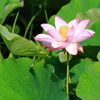 蓮1