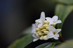 沈丁花