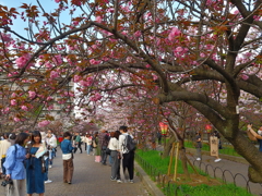 大阪造幣局の桜の通り抜け
