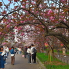 大阪造幣局の桜の通り抜け