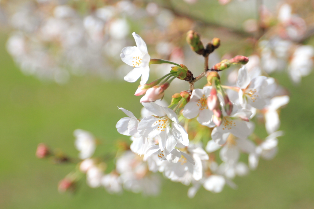 桜1