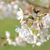 桜1