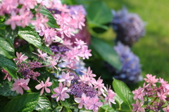 紫陽花