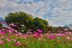 武庫川コスモス園5