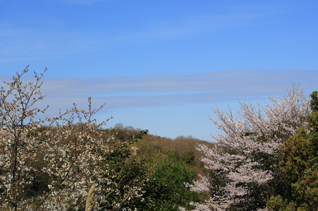 桜も峠を越したかな