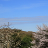 桜も峠を越したかな