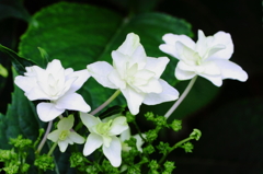 紫陽花