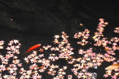 水面の紅葉