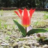 tulip