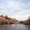 cherry blossom