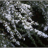 雪揺れる
