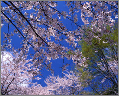 桜花満天