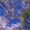 桜花満天