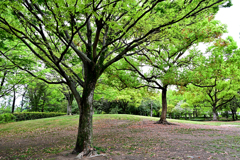 新緑の公園