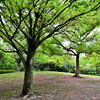 新緑の公園
