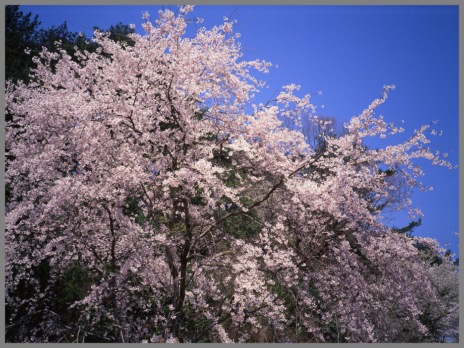 桜花爛漫