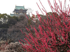大阪城の紅梅