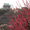 大阪城の紅梅