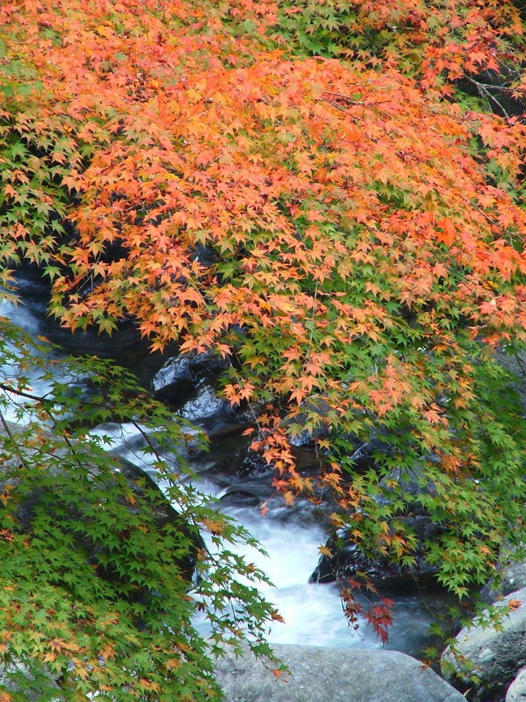 大柳川渓谷の紅葉