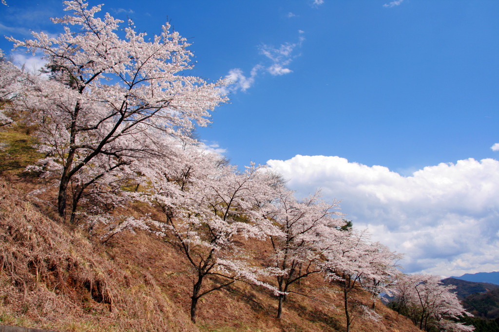 妙義山桜の里３