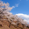 妙義山桜の里３