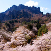 妙義山桜の里１