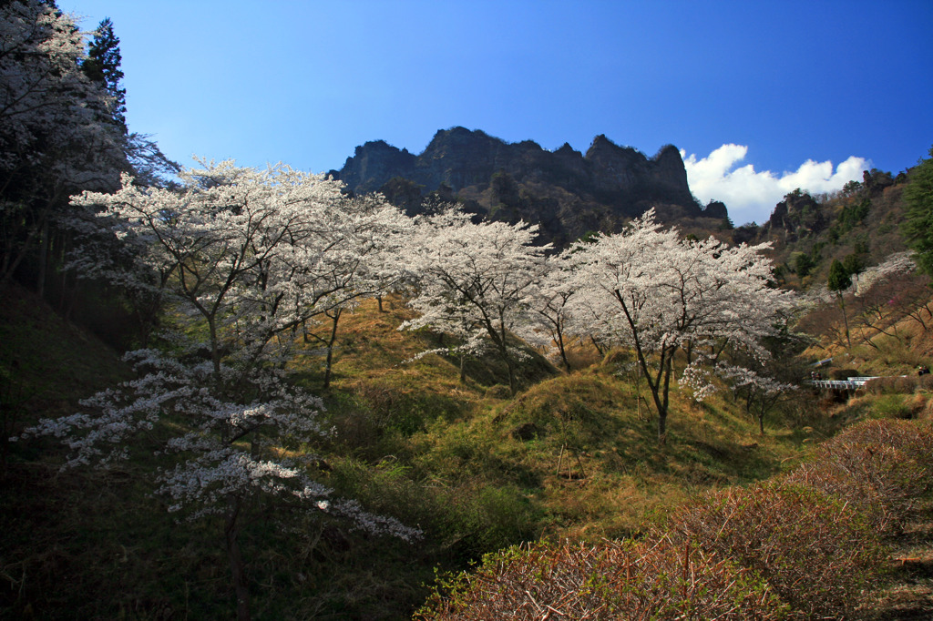 妙義山桜の里２