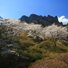 妙義山桜の里２