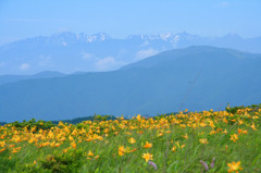 満開のニッコウキスゲが咲く霧ケ峰高原１